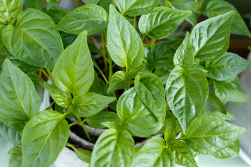 Young pepper seedlings