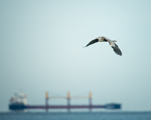Fototapeta na wymiar Great Blue Heron in Flight