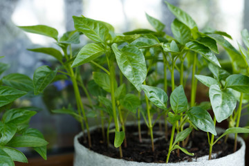 Young pepper seedlings in the pot