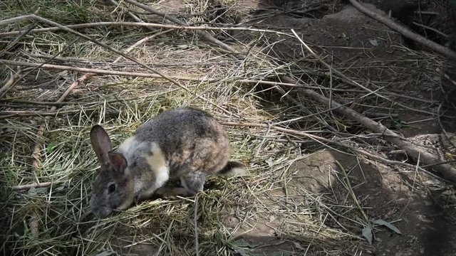 Bunny eating grass