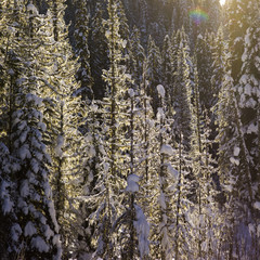 Snow covered evergreens on the Yellowhead Highway, Canada