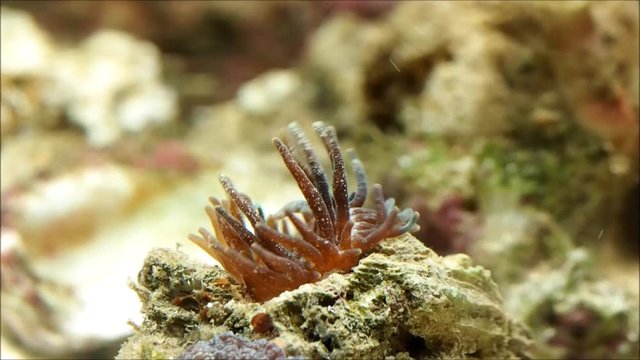 Sea anemone releases water. Beautiful coral polyp
