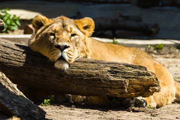 Asian lions are resting.