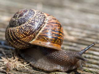 Bänderschnecke Makro