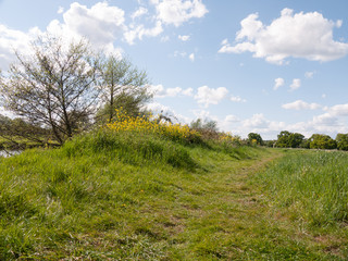 Obraz premium a walking path along a country field in summer afternoon outside in essex uk of england with no people about lush