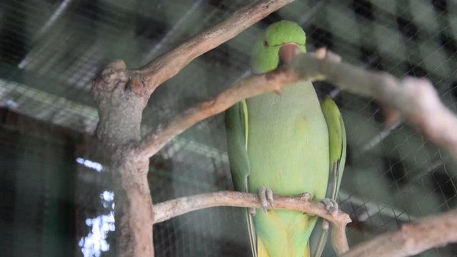 Parrotlets in a cage