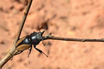 Rhinoceros beetle, Rhino beetle, Hercules beetle, Unicorn beetle, Horn beetle