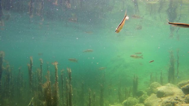 4K. Underwater view of wild swimming trout fish. Bohinj Lake, Julian Alps, Triglav National Park, Slovenia.