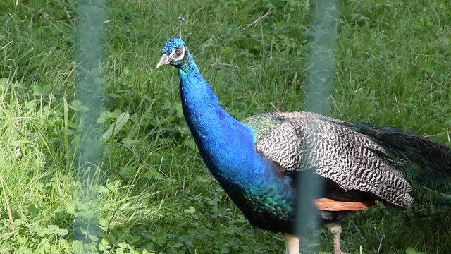 Peacock in a zoo cage