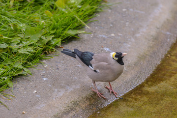 Lappenstar an der Vogeltränke
