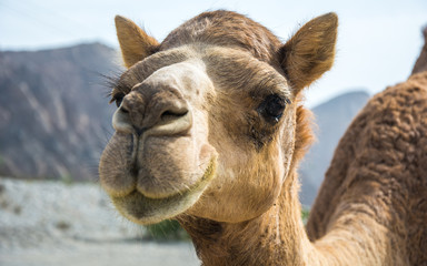 Omani Camels - The camel, also called the “Ship of the Desert” is a vital part of the Omani Society, for it represents a deeply appreciated and highly valued tradition. Camels were not only the main m