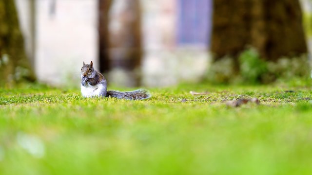 Squirrel eats nuts (seen from front), it is in left, center of image. Blurred background with plenty of room for text.