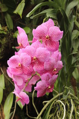 pink orchidea