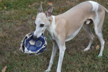 Obraz na płótnie Canvas Greyhound playing with deflated balloon in the garden