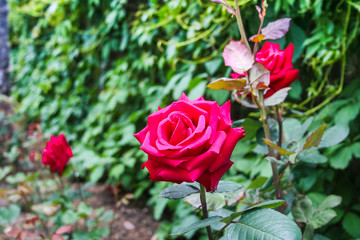 Rose flower in the Park of the sanatorium 