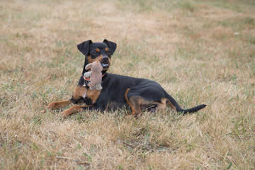 pinscher puppy playing with a toy