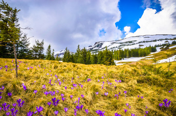 Spring mountains panorama with crocus flowers and snowy peaks of Ukrainian Carpathians.