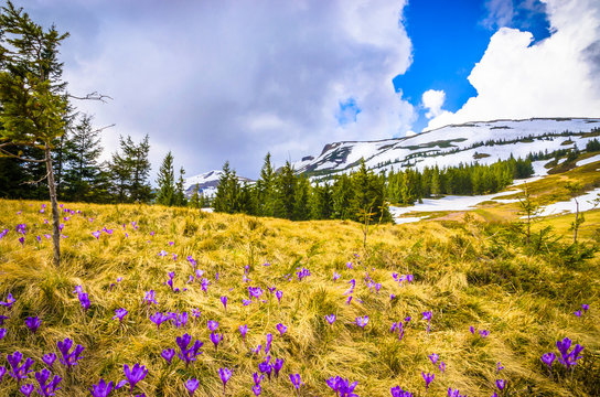 Fototapeta Spring mountains panorama with crocus flowers and snowy peaks of Ukrainian Carpathians.