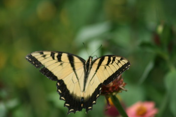 Swallowtail Butterfly