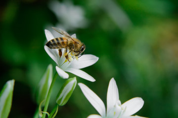 The bee collects the pollen from the flower