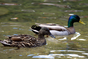 Pair of mallards (Anas platyrhynchos) swimming together on lake