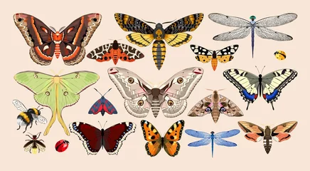 Foto op Plexiglas Set of insects © olga_igorevna