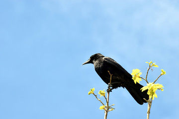 Raven (Corvus corax) sitting in a branch against blue sky. 