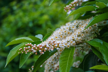 Plants in the Park of the sanatorium