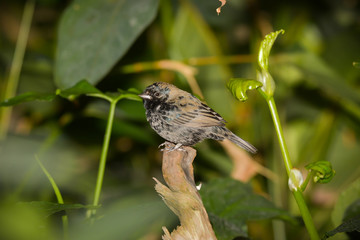 Kleiner Vogel im Urwaldhaus