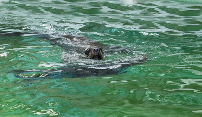 Seals float in water with a nose of water.