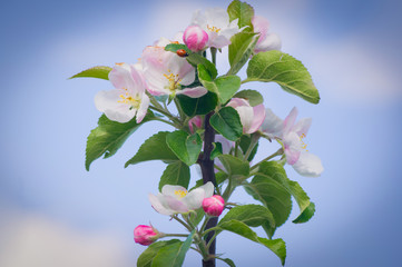 Różowe kwiaty jabłoni - obrazy, fototapety, plakaty