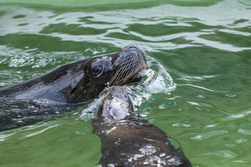 Fototapeta premium Seals float in water with a nose of water.