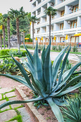 Plants in the Park of the sanatorium