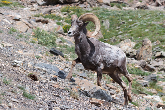 Colorado Rocky Mountain Bighorn Sheep