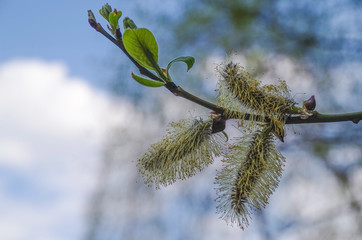 Willow catkins in spring. Willow branches on the nature. Willow branches with blue background. Young leaves. Willow branches with white catkins.