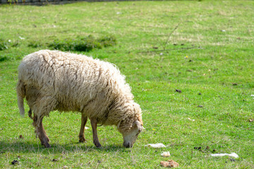 Sheep eat grass.