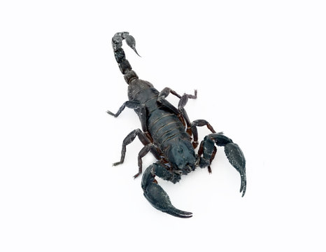 image of scorpion on a white background.