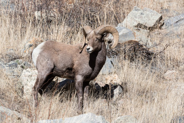 Colorado Rocky Mountain Bighorn Sheep