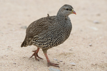 Francolin du Natal,.Pternistis natalensis, Natal Spurfowl, Parc national Kruger, Afrique du Sud