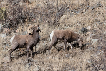 Obraz na płótnie Canvas Colorado Rocky Mountain Bighorn Sheep