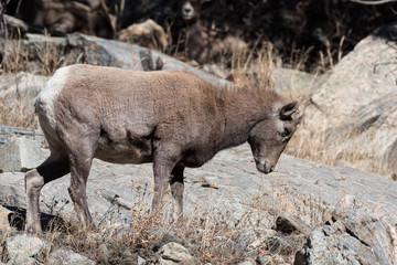 Fototapeta premium Colorado Rocky Mountain Bighorn Sheep