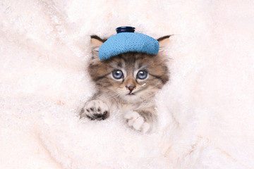 Sick Kitten With Ice Bag and Thermometer - 152440096