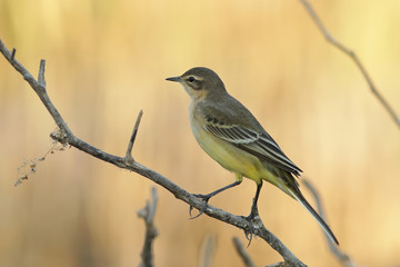 Желтая трясогузка.