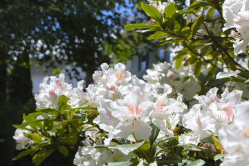 White Rhododendrons in suburban garden