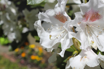 White Rhododendrons in suburban garden