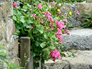 Geranios junto a una escalera