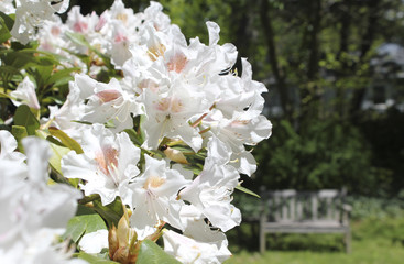White Rhododendrons in suburban garden