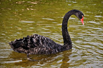 Fototapeta premium Cisne negro