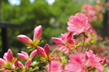 Pink Azaleas in suburban garden