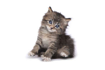 Cute Tiny Kitten on a White Background